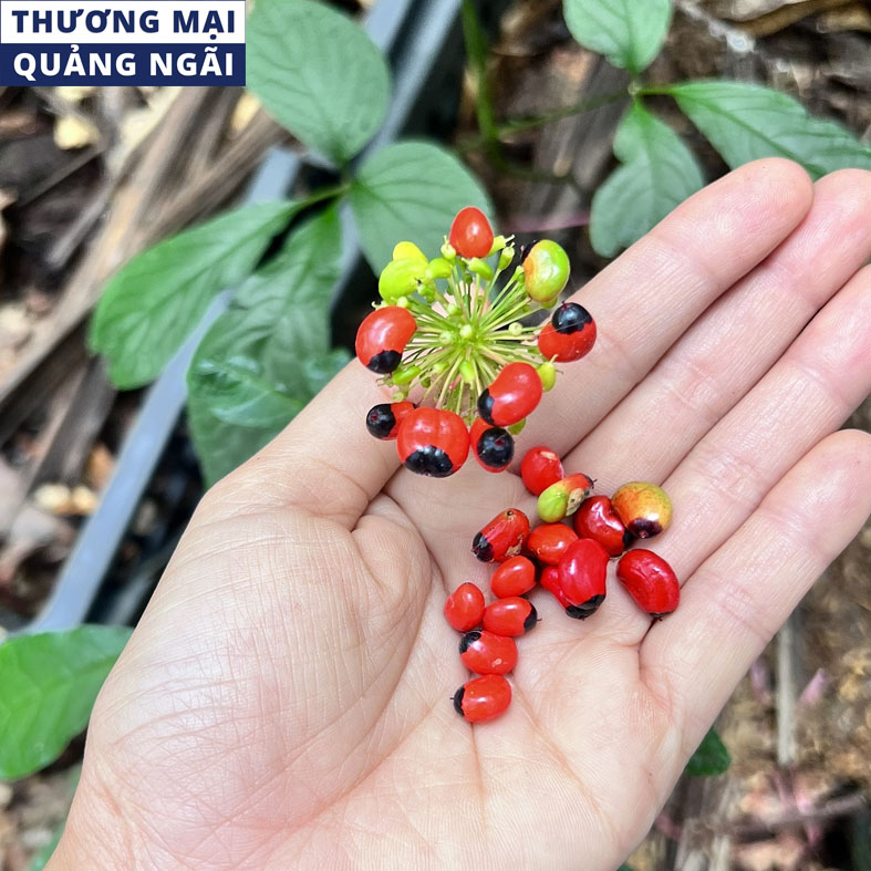 Nhận biết sâm thật giả